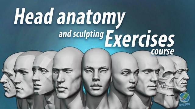 Head anatomy and sculpting exercises course