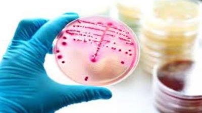 Identification Of Gram Positive  Bacterial