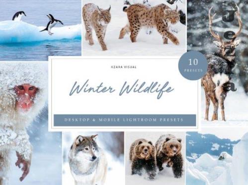 10 x Winter Wildlife Lightroom Presets - 10971867