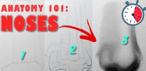 Human Anatomy 101 Nose drawing basics