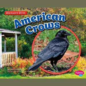 American Crows by Lisa Amstutz