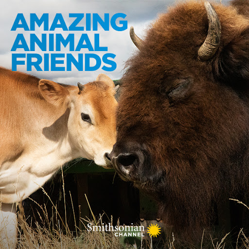 Niezwykłe przyjaźnie wśród zwierząt / Amazing Animal Friends (2020) [SEZON 1] PL.1080i.HDTV.H264-B89 | POLSKI LEKTOR
