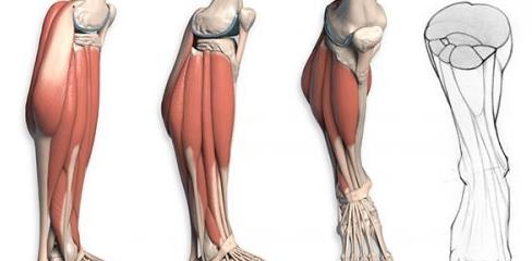 Proko Anatomy – Legs (adductors, quads, hamstrings & calves)