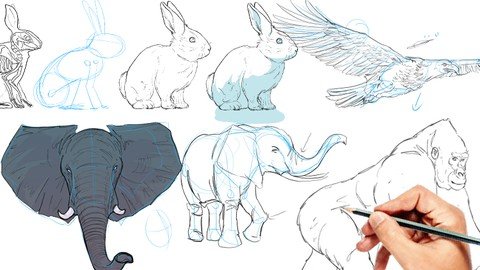 Drawing Animals - The Essential Course -Beginner To Advanced