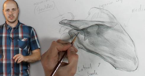 How to Draw the Skeletal Neck & Shoulder Girdle with Iliya Mirochnik