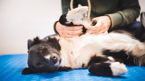 Canine Massage Therapy Certificate Course With Rob Robertson