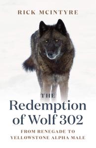The Redemption of Wolf 302 From Renegade to Yellowstone Alpha Male