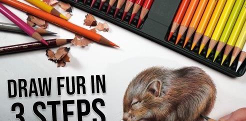 Drawing Animals How to Draw Realistic Fur with Colored Pencils
