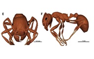 В кусочке янтаря нашли останки самого древнего муравья