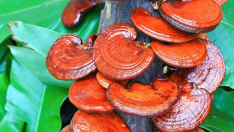 Herbalism  Medicinal Mushrooms Certificate