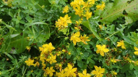 Herbs For Winter Wellness From Danu'S Irish Herb Garden