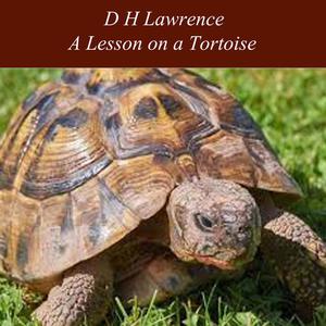 A Lesson on a Tortoise by David Herbert Lawrence