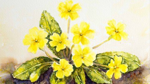 Watercolor Painting Primroses; Best Techniques For Success