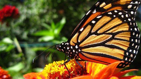 Monarch Butterfly 101
