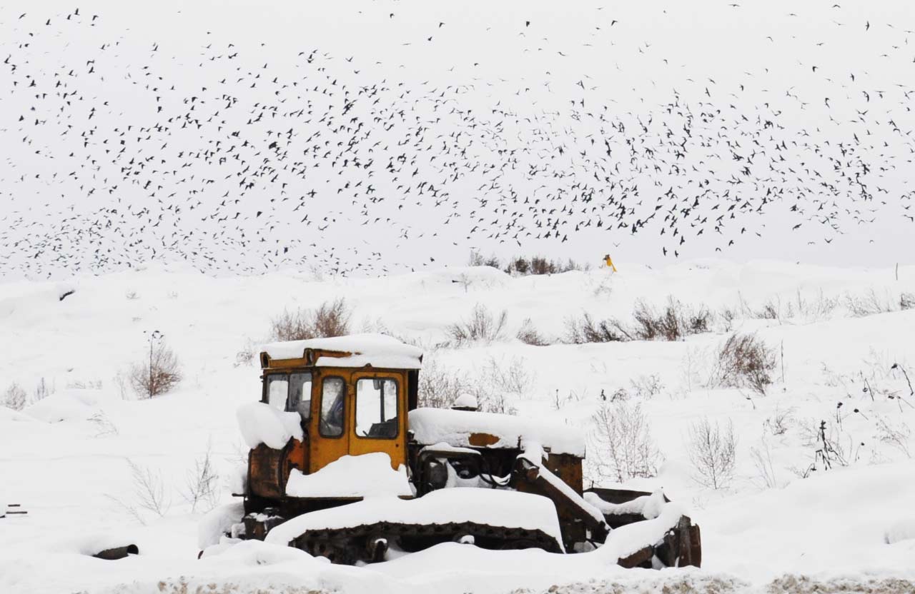Вісті з Полтави - На полтавському сміттєзвалищі відлякуватимуть птахів звуками хижаків