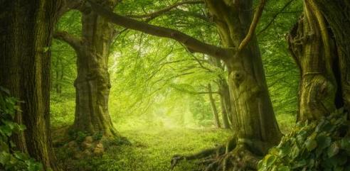 Adrian Sommeling – Magic Forest Speed post process