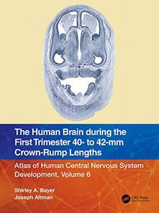 The Human Brain during the First Trimester 40- to 42-mm Crown-Rump Lengths,