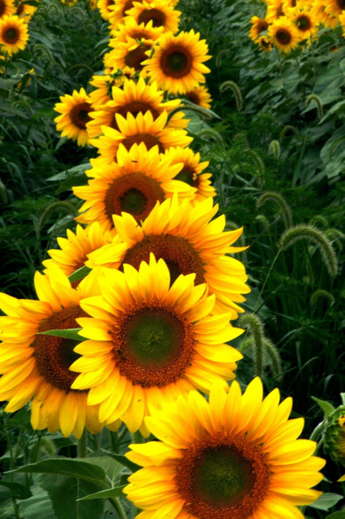 Suncokreti-sunflowers - Page 13 B8c0c12516c40a83c3dbdb8e0dec1a9d