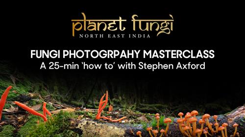 Steven Axford – Planet Fungi Fungi Photography Masterclass