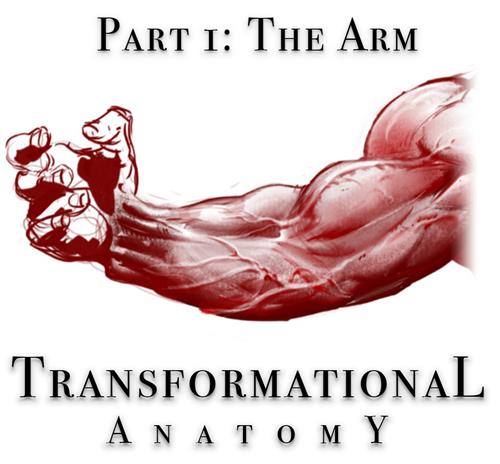 Gumroad – Transformational Anatomy Part 1 The Arm – Steven Zapata