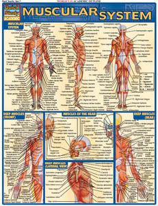 Muscular System (Quick Study Academic)