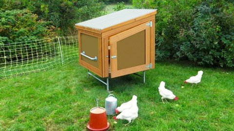 How To Keep Backyard Chickens