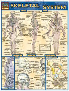 Skeletal System (Quick Study Academic)