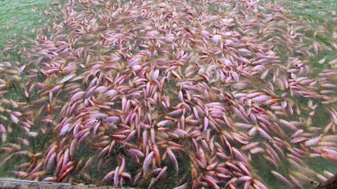 Biofloc Tilapia Farming Sustainable Aquaculture