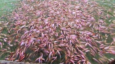 Biofloc Tilapia Farming: Sustainable  Aquaculture 4fd98be6287e904d5a3aaff1f766b88e