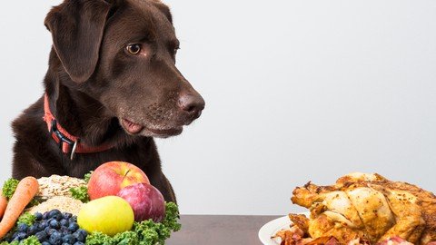 Diet And Nutrition For Animals
