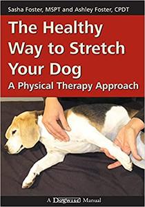 The Healthy Way to Stretch Your Dog A Physical Therapy Approach