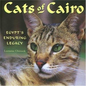 Cats of Cairo Egypt's Enduring Legacy