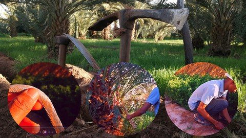 Mastering Moroccan Farming Traditions –  Download Free