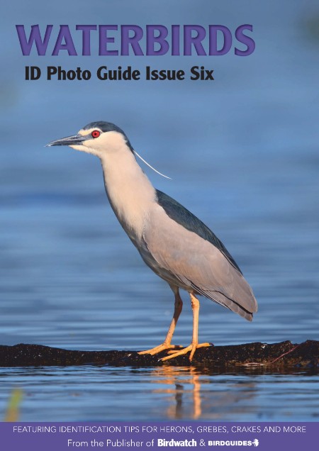 Bird ID Photo Guides – 06 March 2023