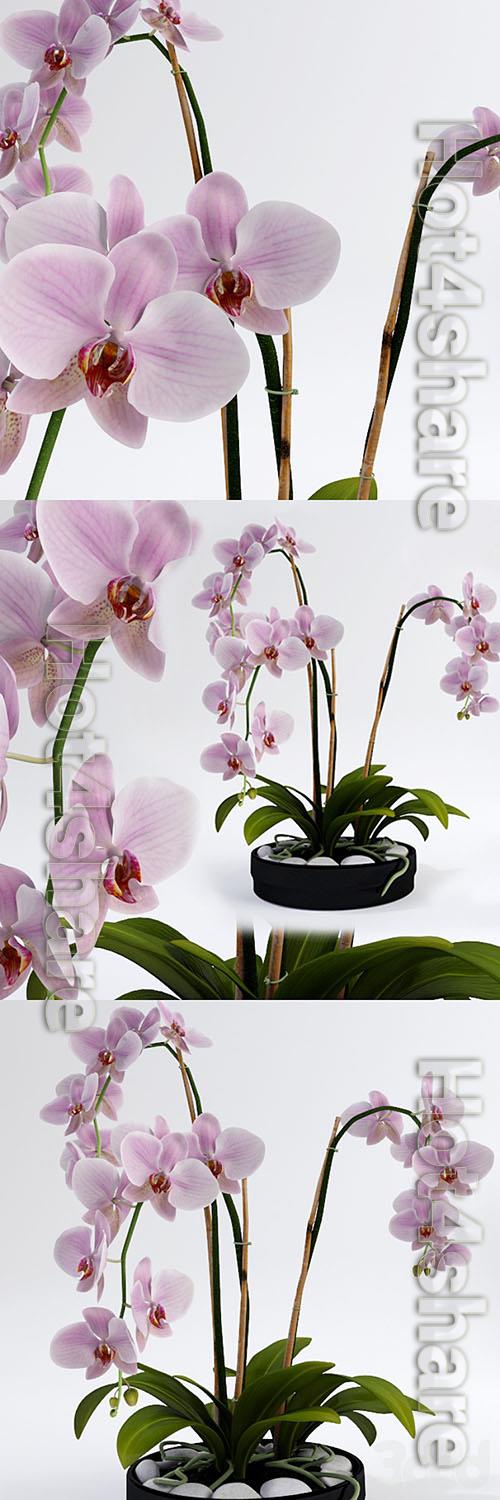 Beautiful pink orchids 3d model