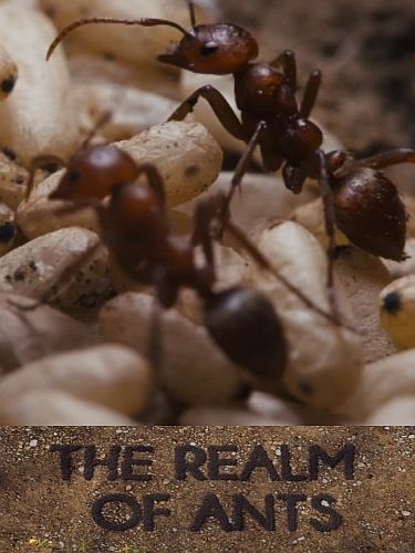Царство муравьёв / The Realm of Ants (2021) DVB | P1