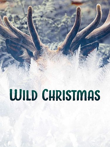 Животные-символы Рождества / Wild Christmas (2020) HDTVRip 720p | P1