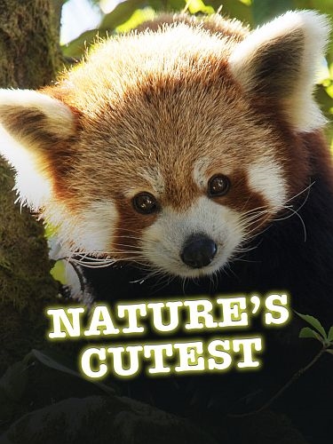 Самые милые существа / Nature's Cutest (2021) HDTVRip 720p | P1