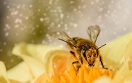 У пчел появились конкуренты в опылении цветов
