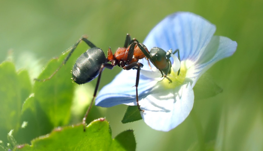 Leptiri i ostali insekti - Page 31 C52e8549d595974edc1b0a2a6b9bc82d