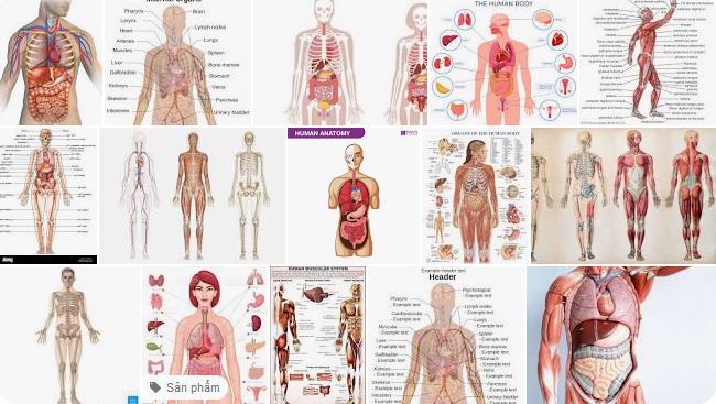 Human Anatomy Book collection (April 2023)