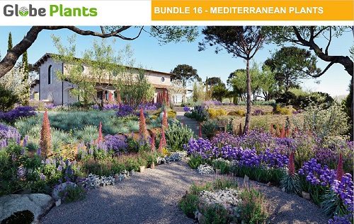 Globe Plants - Bundle 16 - Mediterranean Plants