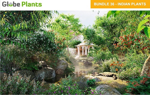 Globe Plants - Bundle 36 - Indian Plants