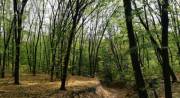 В Днепровском районе защитят лес от застройки, объявив памятником природы