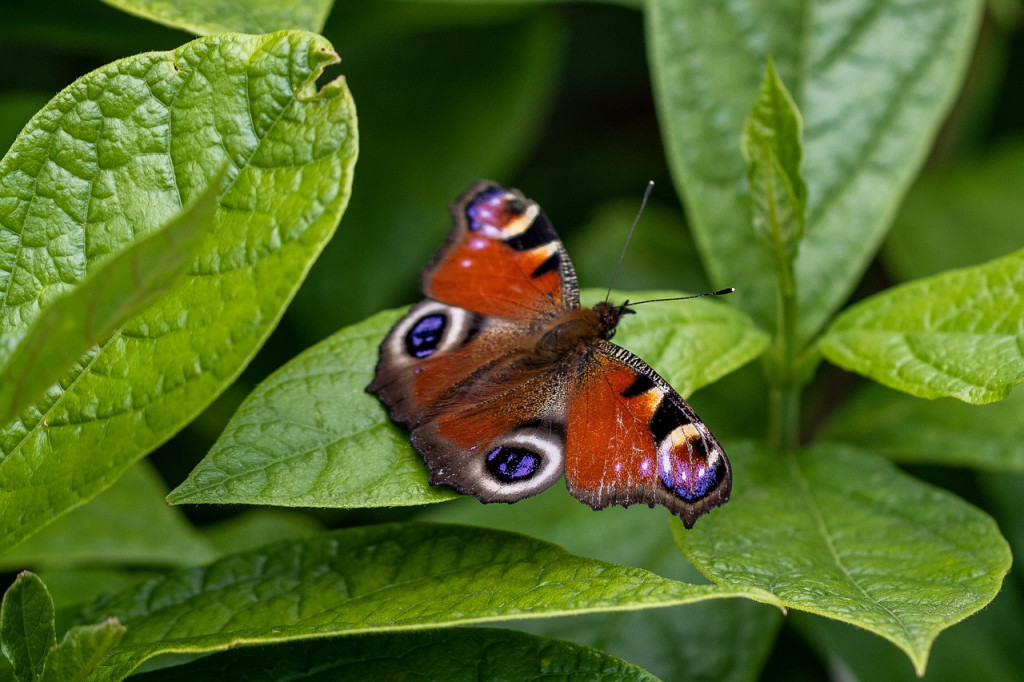 Leptiri i ostali insekti - Page 36 0f80e643d2e107877bb2b65f982e7f1d