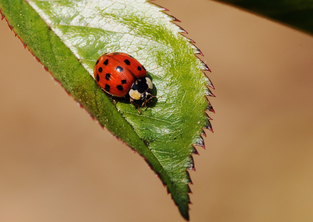 Leptiri i ostali insekti - Page 31 08e188b567a981a8cfaac4b0ce32a191