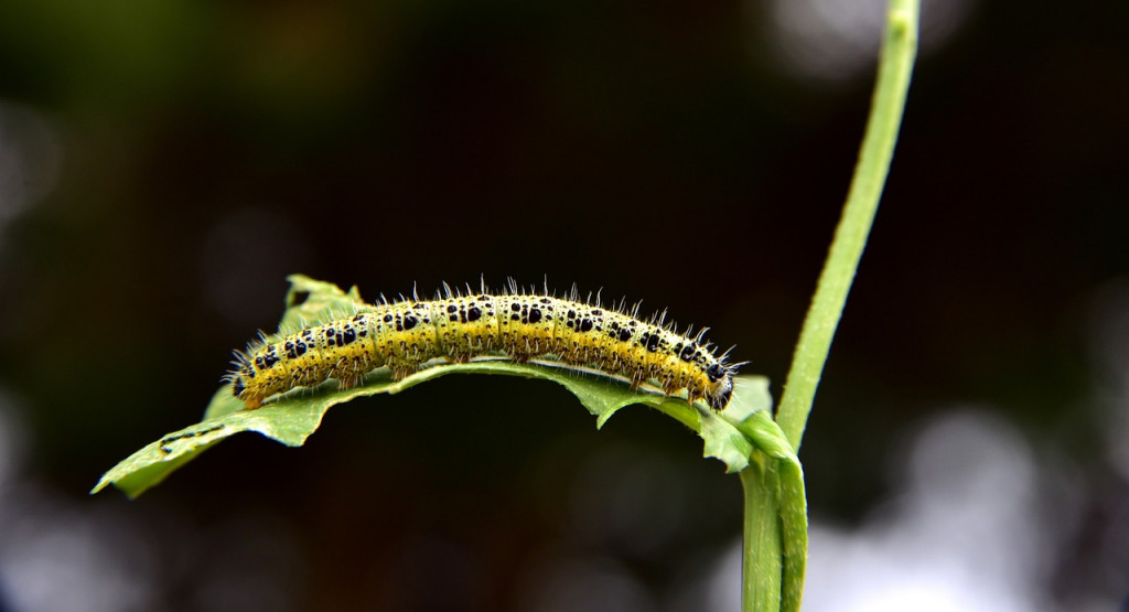 Leptiri i ostali insekti - Page 35 E496f7c7920000cdacf235e7d386b5c5