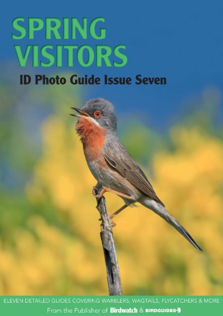 Bird ID Photo Guides – 06 April 2023