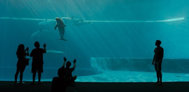 Буза с одесским дельфинарием: полиция азбука расследование