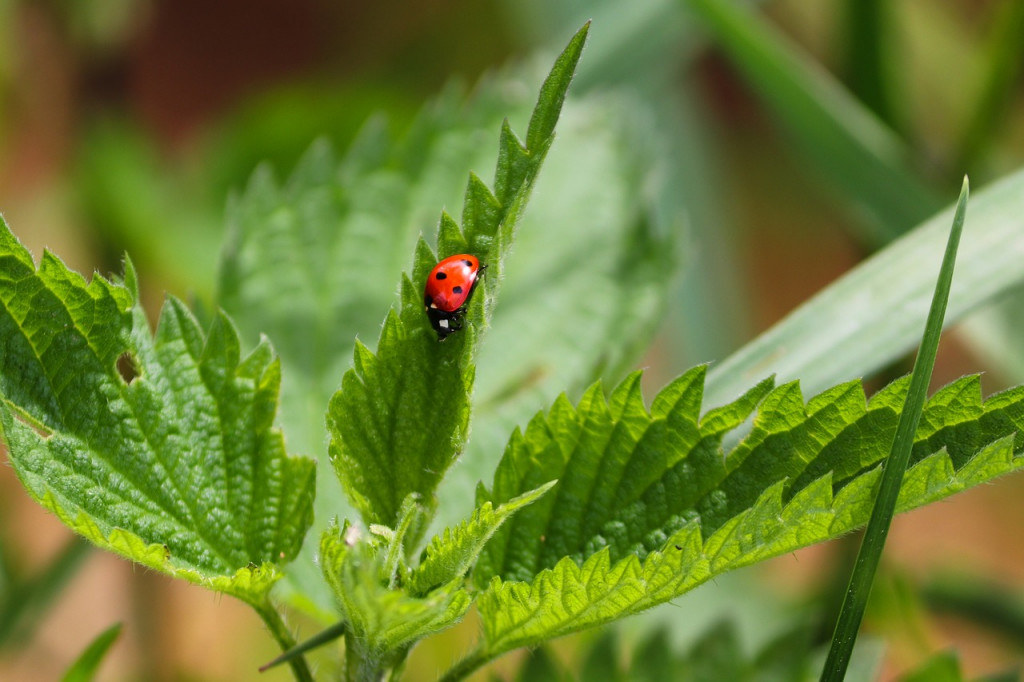 Leptiri i ostali insekti - Page 31 E309072394ce5287ef57818e18e94aa7